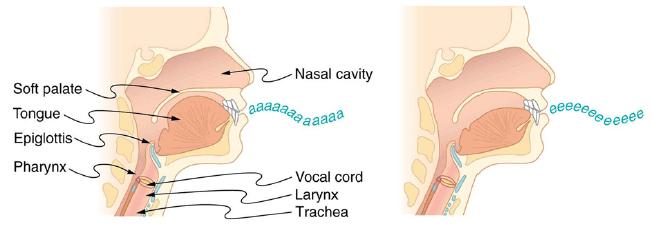 Soft palate- Tongue Epiglottis- Pharynx Nasal cavity aaaaaaa a aaaaaa - Vocal cord Larynx - Trachea