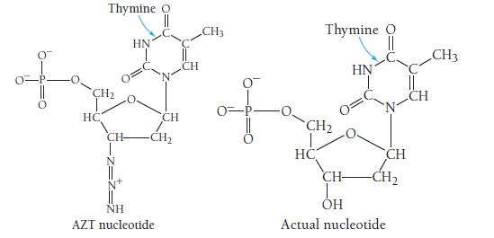 Thymine CH HC HN CH -CH NH AZT nucleotide CH CH3 Thymine CH HC HN O=L CH -CH CH- OH Actual nucleotide CH3