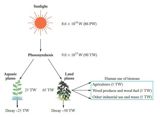 Aquatic plants Sunlight Photosynthesis 25 TW Decay - 25 TW 65 TW 8.6 x 106W (86 PW) 9.0  10 W (90 TW) Land