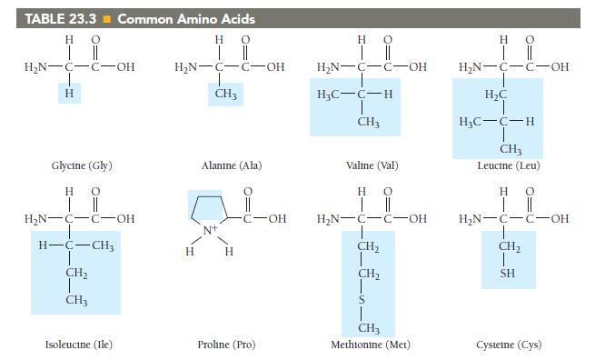 TABLE 23.3 Common Amino Acids   || |   || | HN-C-C-OH H Glycine (Gly) HO | || HN-C-C-OH H-C-CH3 CH CH3