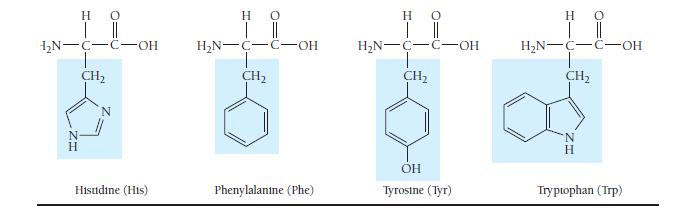 H O | || HN-C-C-OH CH Histidine (His) H 0 | || HN-C-C-OH CH Phenylalanine (Phe) H O || HN-C-C-OH CH OH