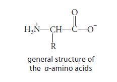 O HN-CH-C-O T R general structure of the a-amino acids