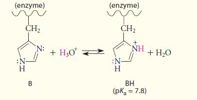(enzyme) :N CH H B N: + H0 (enzyme) CH :N- H + NH BH (pK = 7.8) + HO