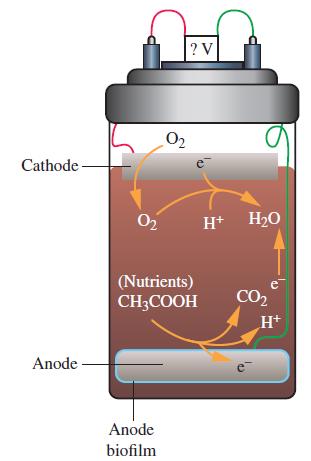 Cathode Anode 0 0 Anode biofilm ?V (Nutrients) CH3COOH H+ HO CO H+