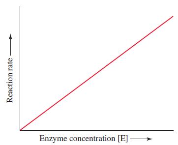 Reaction rate Enzyme concentration [E] -