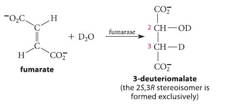 H H CO fumarate + D0 CO T 2 CH OD T 3 CH-D T CO 3-deuteriomalate fumarase (the 2S,3R stereoisomer is formed