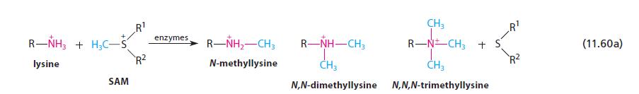 R-NH3 + HC-5 lysine SAM R R enzymes RNH,CH3 N-methyllysine CH3 R-N CH3 + S RNHCH3 CH3 CH3 N,N-dimethyllysine