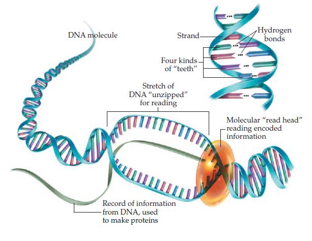 DNA molecule Derm Strand- Four kinds. of "teeth" Stretch of DNA "unzipped" for reading Record of information