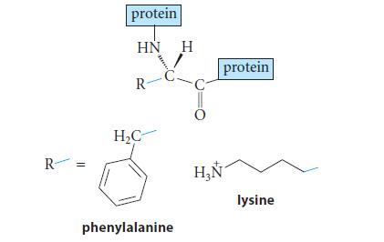 R || protein HN H R- HC phenylalanine -C 0 protein H lysine