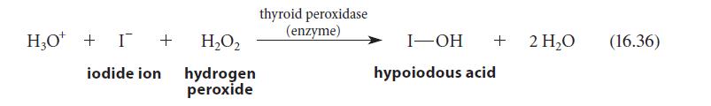 HO + I + HO iodide ion hydrogen peroxide thyroid peroxidase (enzyme) I-OH + hypoiodous acid 2 HO (16.36)