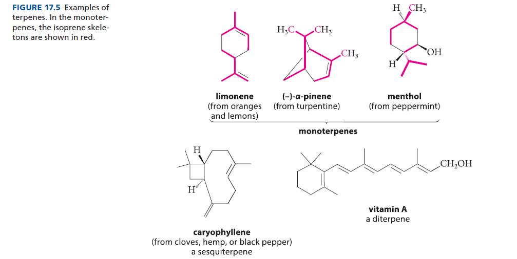 FIGURE 17.5 Examples of terpenes. In the monoter- penes, the isoprene skele- tons are shown in red. H H H3C