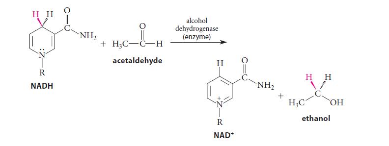 R NADH + HC-C-H acetaldehyde alcohol dehydrogenase (enzyme) H R NAD+ NH HH HC ethanol OH