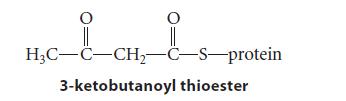 O O HC-C-CH-C-S-protein CH 3-ketobutanoyl thioester