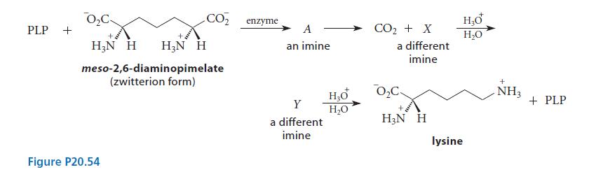 PLP + 0C- HN H .CO HN H meso-2,6-diaminopimelate (zwitterion form) Figure P20.54 enzyme A an imine Y a