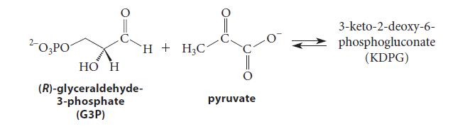2-03PO i i HHC1 HO H (R)-glyceraldehyde- 3-phosphate (G3P) pyruvate 3-keto-2-deoxy-6- phosphogluconate (KDPG)