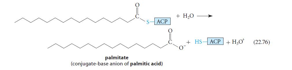 ACP palmitate (conjugate-base anion of palmitic acid) + HO + HS-ACP + HO (22.76)