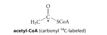 O  HC acetyl-CoA (carbonyl 14C-labeled) SCOA