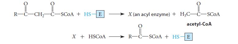 R-C-CH-C-SCOA + HSE X + HSCOA X (an acyl enzyme) + HC-C-SCOA acetyl-CoA --SCOA R-C SCOA + HS- E