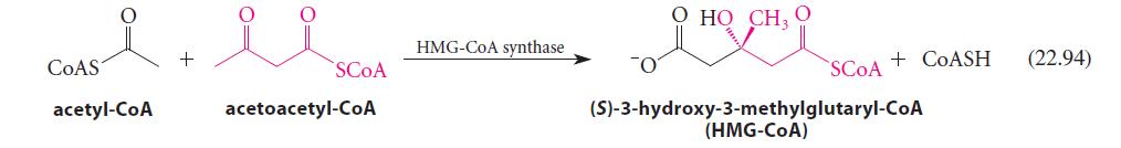 COAS i + li acetyl-CoA SCOA acetoacetyl-CoA HMG-CoA synthase 0 H CH, 0 SCOA + COASH