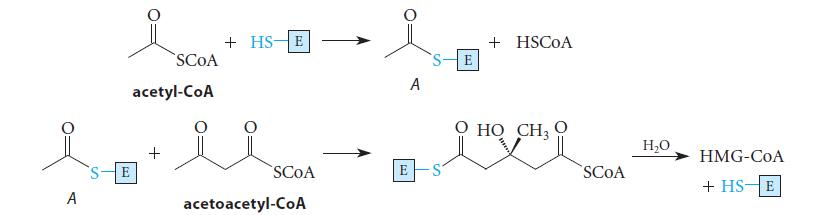 A SCOA acetyl-CoA + + HS E SCOA acetoacetyl-CoA E A + HSCOA 0 H CH, 0 SCOA HO HMG-CoA + HS E
