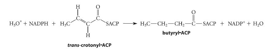 HO + NADPH + HC H SACP H trans-crotonyl-ACP || H3C-CH-CH-C-SACP + NADP+ + HO butyryl-ACP