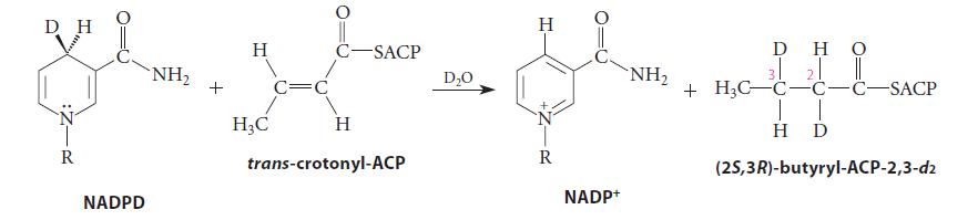 DH HIZ: R NADPD NH + H C=C HC C-SACP H trans-crotonyl-ACP D0 H R NADP+ NH DHO 3 2 || + HC-C-C-C-SACP | | HD