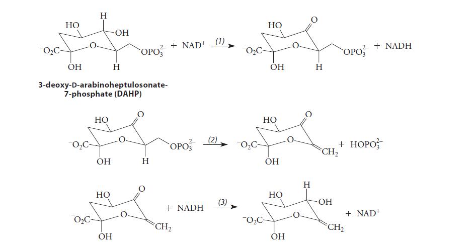 0 C- HO OH   02C- HO 3-deoxy-D-arabinoheptulosonate- 7-phosphate (DAHP) OH HO -OH OH  2- + NAD+ OPo3 H OPO +