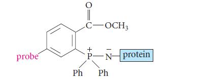 probe O || C-OCH3 + P-N-protein Ph Ph