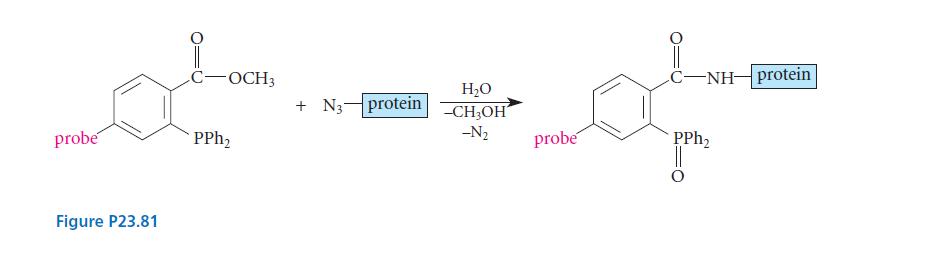 probe Figure P23.81 C-OCH3 PPh +N3- protein HO -CH3OH -N probe C-NH-protein PPh