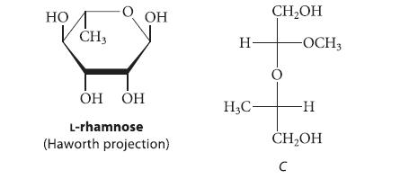 CH3 OH OH L-rhamnose OH (Haworth projection)  H3C- CHOH 0 -OCH3 - CHOH
