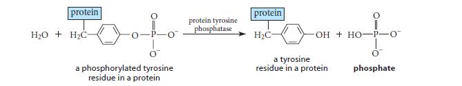 protein HO + HC- a phosphorylated tyrosine residue in a protein protein tyrosine phosphatase protein HC- OH +