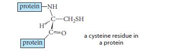 protein-NH H protein C-CHSH C=O a cysteine residue in a protein