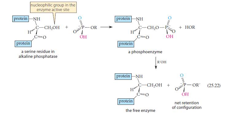 nucleophilic group in the enzyme active site protein NH C-CHOH + C=O protein a serine residue in alkaline