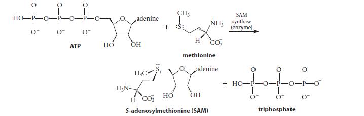 HO fofofoxan ATP HO adenine OH + CH3 H NH3 CO methionine adenine SAM synthase (enzyme), HC XX HI OH H CO,