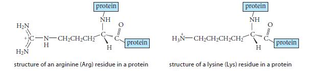 HN protein NH C-N-CHCHCH H C H protein HN structure of an arginine (Arg) residue in a protein protein NH