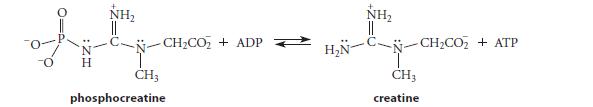 -O H NH -CHCO+ ADP CH3 phosphocreatine NH HN-CN-CHCO + ATP CH3 creatine
