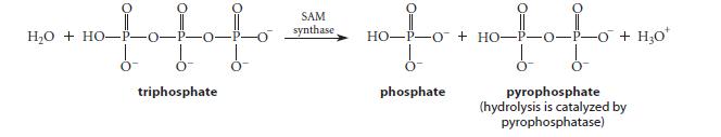 ofofofo triphosphate HO + HO- SAM synthase HO P-OHO- Lof pyrophosphate (hydrolysis is catalyzed by