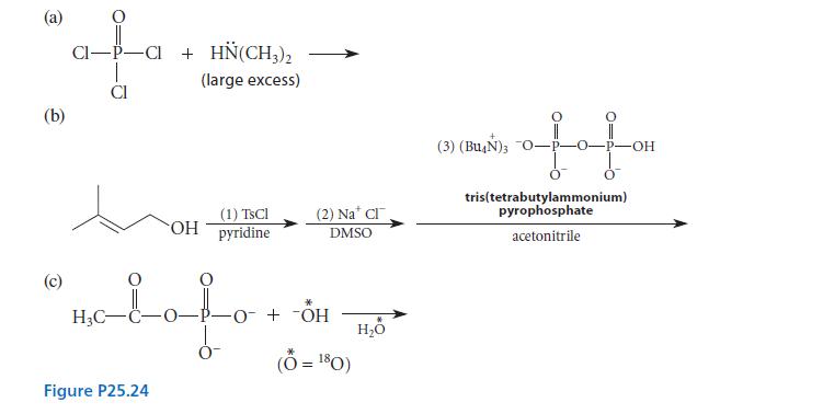 (b) (c) afa CI H3C- + HN(CH,), (large excess) Holofo Figure P25.24 (1) TsCl OH pyridine (2) Na* CI DMSO -0- +