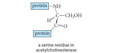 protein NH H C-CHOH C=O protein a serine residue in acetylcholinesterase