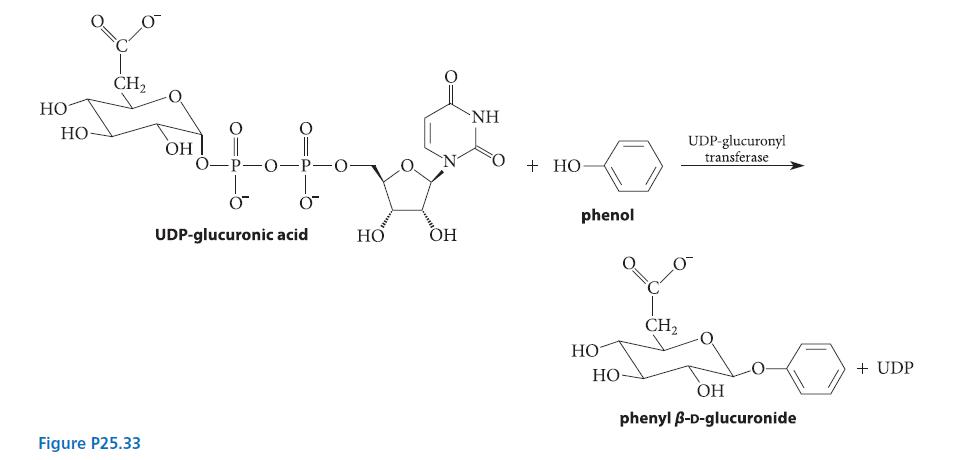 HO HO- O CH Figure P25.33 OH O O UDP-glucuronic acid O HO O OH NH +HO- phenol HO HO CH UDP-glucuronyl