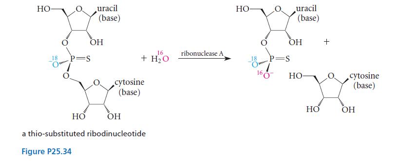 HO 18 O P=S HO uracil (base) OH 16 + HO cytosine (base) OH a thio-substituted ribodinucleotide Figure P25.34