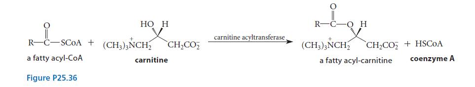 -SCOA + a fatty acyl-CoA Figure P25.36 HO H (CH3)3NCH CH,COz carnitine carnitine acyltransferase.   (CH3)3NCH