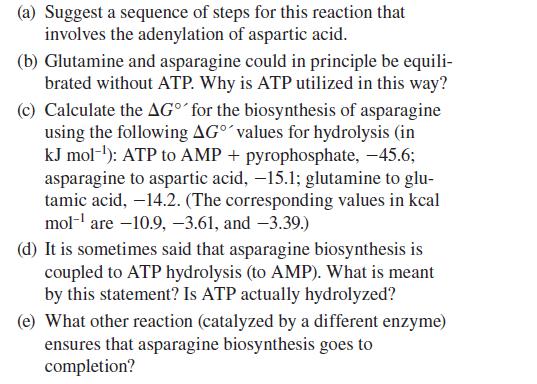 (a) Suggest a sequence of steps for this reaction that involves the adenylation of aspartic acid. (b)
