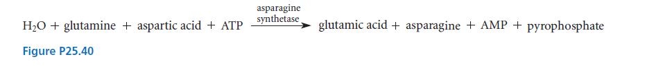 HO + glutamine + aspartic acid + ATP Figure P25.40 asparagine synthetase glutamic acid + asparagine + AMP +