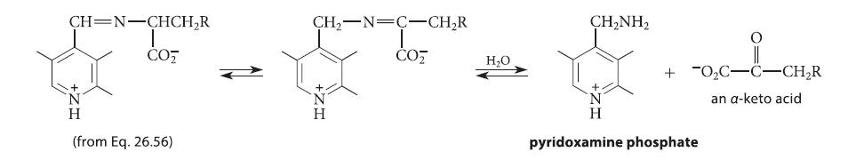 CH N-CHCHR CO (from Eq. 26.56) CH- =C-CHR CO HO CH,NH, + OC-C-CHR an a-keto acid pyridoxamine phosphate
