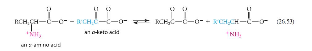 are  #kage o 0 RCHC- C-OF + R'CH CH C an a-keto acid +NH3 RCHCH C-OT + RCH C +NH3 an a-amino acid 0 0 (26.53)