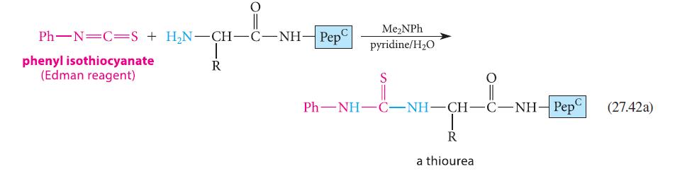 O Ph N C S + HN-CH-C-NH- Pep phenyl isothiocyanate (Edman reagent) R MeNPh pyridine/HO PhNHCNH N CH R a