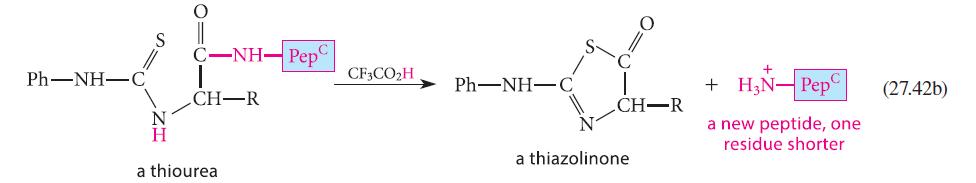 PhNHC -NH- Pep CH-R a thiourea CF3COH x CH-R PhNHC a thiazolinone + HN- Pep a new peptide, one residue
