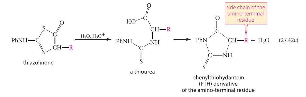 PhNH-C O= CH-R thiazolinone HO, H3O+ HO PhNH CH-R NH S a thiourea PhN C- side chain of the amino-terminal