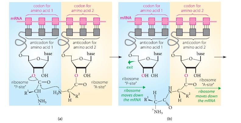 mRNA codon for amino acid 1 anticodon for amino acid 1 base OH ribosome C=O "P-site" R-CH NH, HN- (a) codon